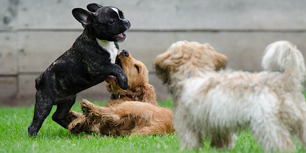 First round of vaccines best sale for puppies